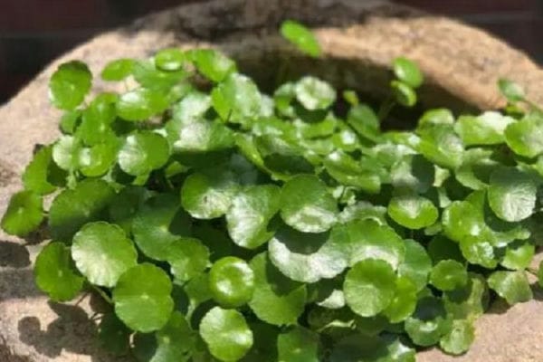 家养铜钱草风水_铜钱草风水放在什么位置好