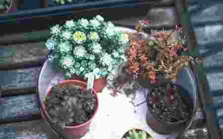 公司植物摆放风水