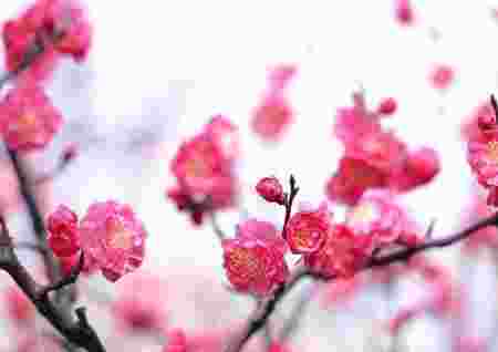家中招桃花风水-第2张-民俗文化-玉仓库