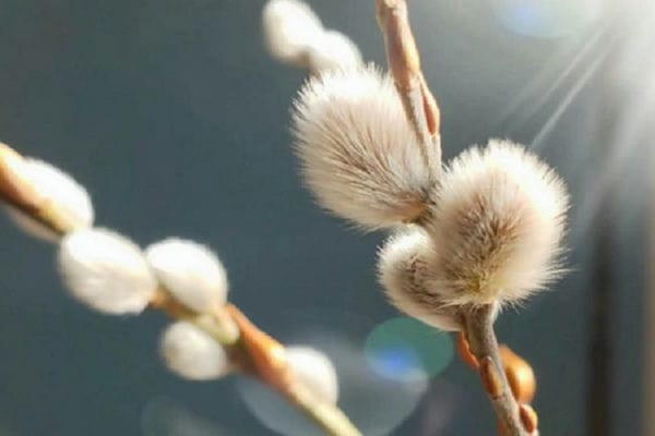 银柳开花是好兆头吗_银柳开花有什么好兆头